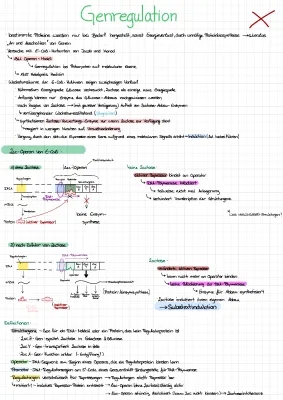 Genregulation einfach erklärt: Eukaryoten, Prokaryoten und das Lac-Operon