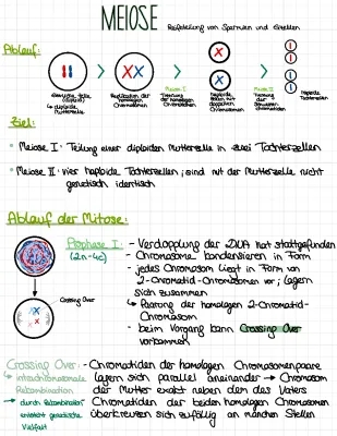 Meiose einfach erklärt: Phasen, Ablauf und Unterschiede zur Mitose