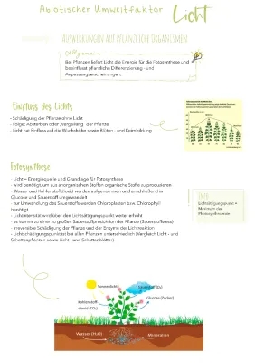 Warum brauchen Pflanzen Licht? Sonnenblatt vs. Schattenblatt & Photoperiodismus erklärt