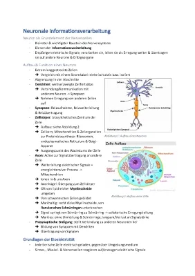 Neuronale Informationsverarbeitung Biologie: Dein Guide für Abi 2023