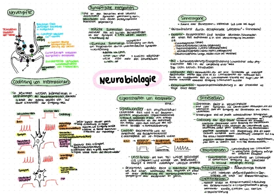 Comprendre la Neurobiologie : Nervenzelle et Synapses