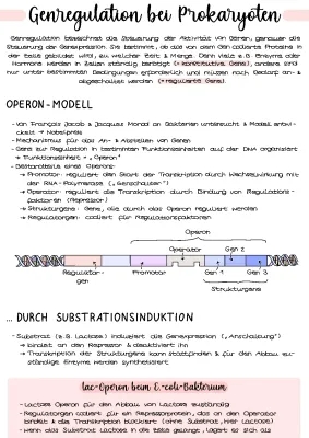 Was ist Genregulation bei Pro- & Eukaryoten? Einfach erklärt mit Lac-Operon & Trp-Operon