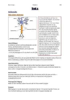 Nervenzelle Aufbau und Funktion - Einfach Erklärt