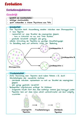 Definición de Gendrift, Gründereffekt y Flaschenhalseffekt para Niños