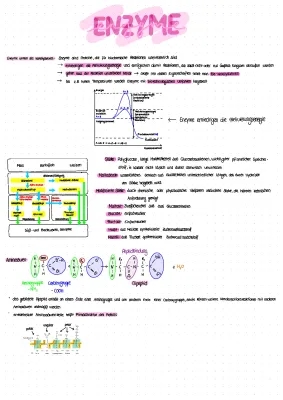 Enzyme als Biokatalysatoren