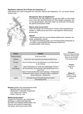 DNA-Replikation Ablauf und Enzyme: Dein Arbeitsblatt und mehr
