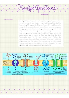 Transportproteine und Erleichterte Diffusion einfach erklärt: Beispiele und Funktion