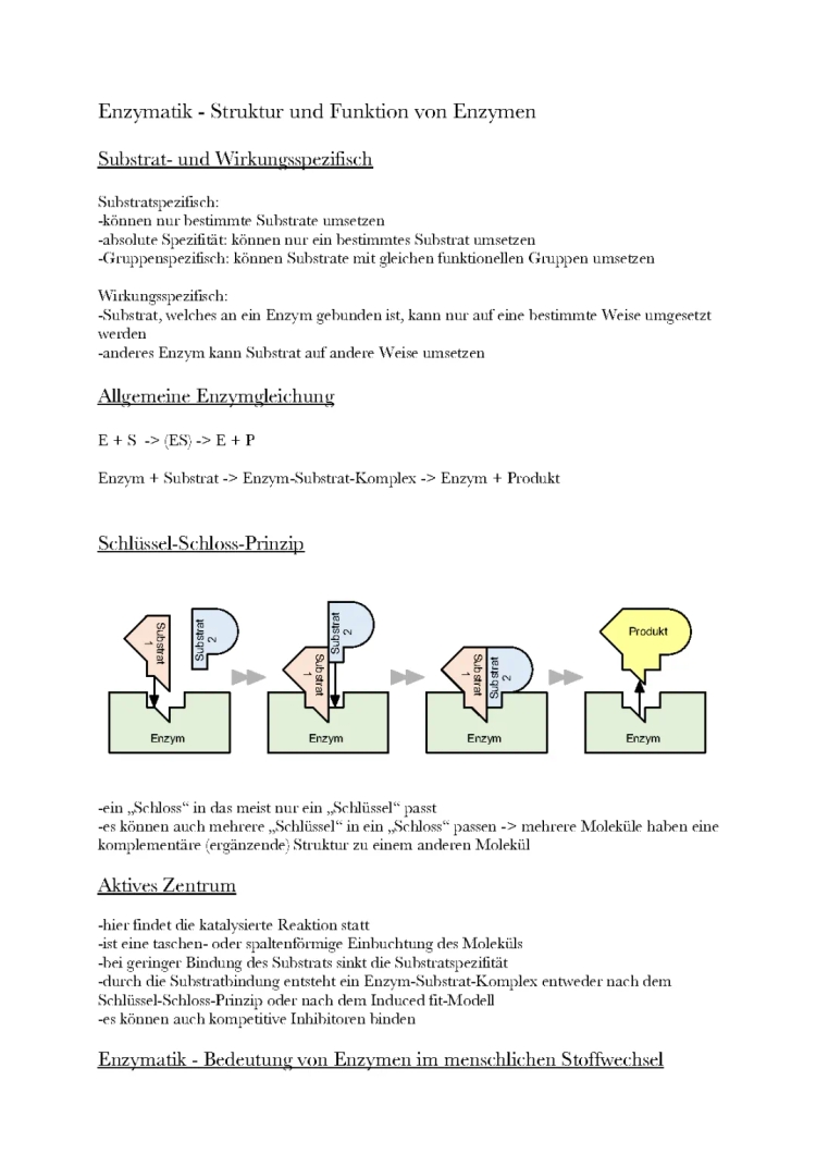 Enzyme und ihre Rolle im Stoffwechsel - Einfache Erklärungen und Beispiele