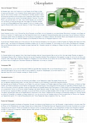 Chloroplasten: Funktion, Aufbau und Photosynthese einfach erklärt