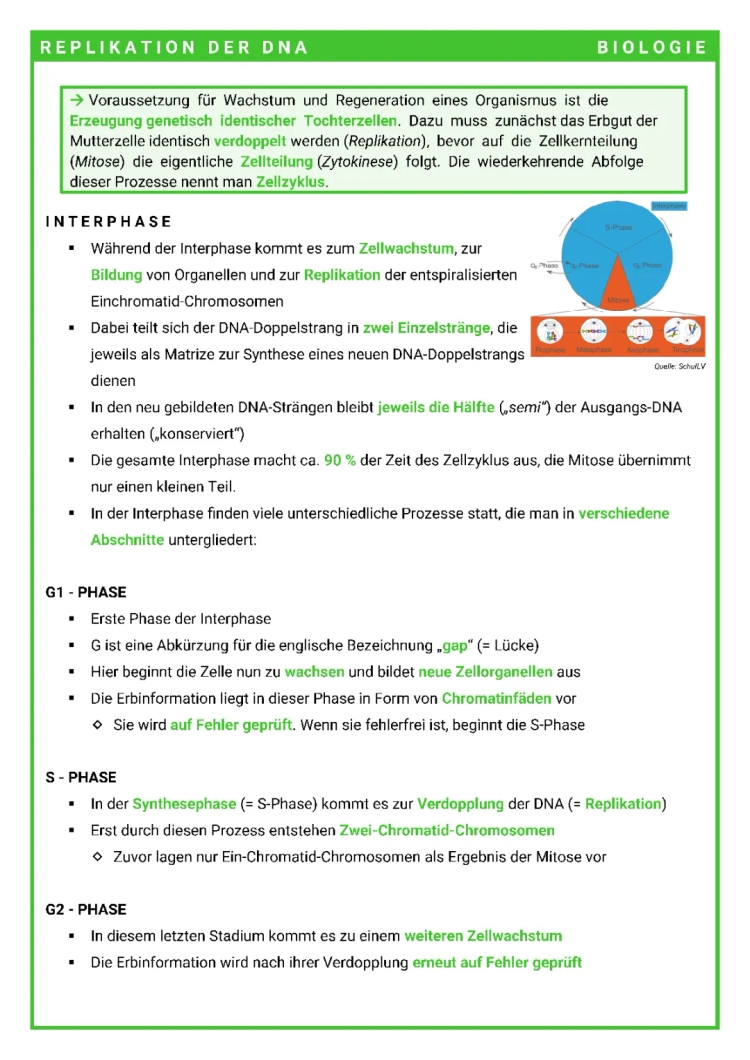 Einfach erklärt: DNA-Replikation und Zellzyklus - Mitose, Interphase und mehr!