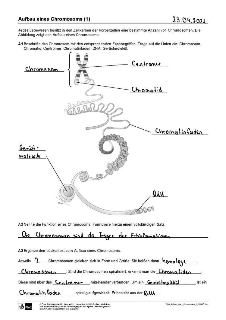 Chromosomen und ihr Aufbau - Kindgerecht erklärt mit Arbeitsblatt