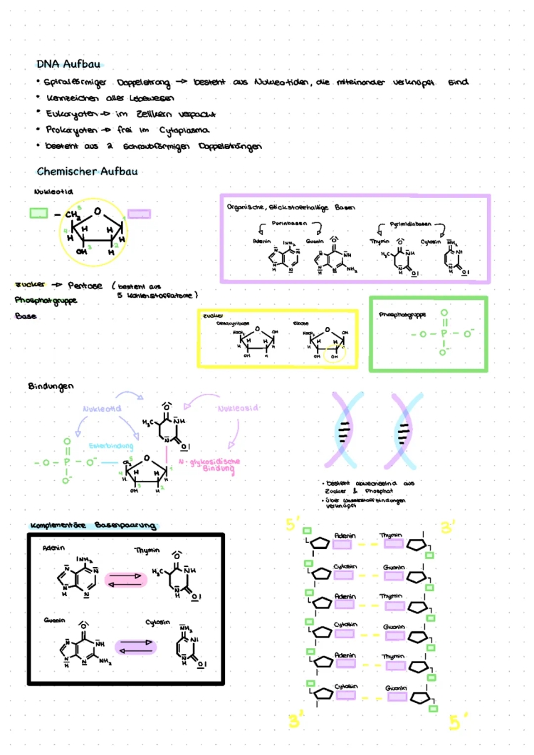 DNA Aufbau