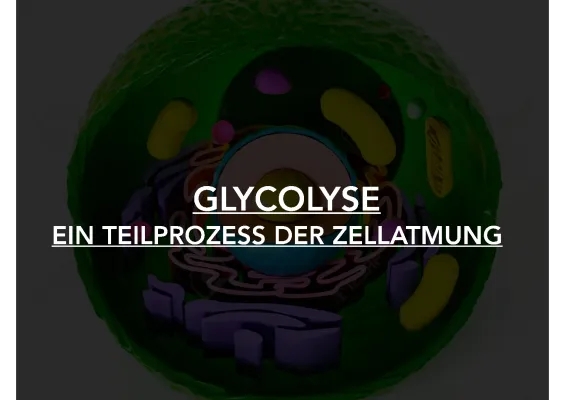 Glykolyse einfach erklärt: Ablauf, Energiebilanz und mehr