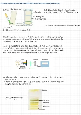 Lichtreaktion Photosynthese und Chromatographie der Blattfarbstoffe einfach erklärt