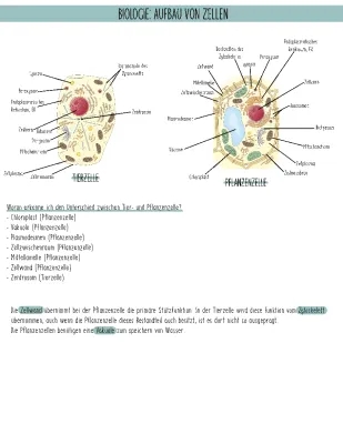 Zellen: Aufbau und Funktionen - Tierzelle, Pflanzenzelle und Zellorganellen (7. Klasse)