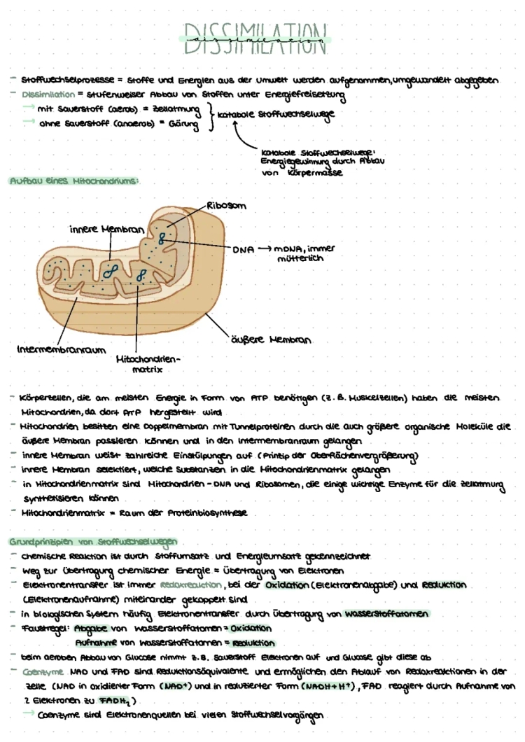 Biology Abitur 2023: Mitochondria Function and Cell Respiration