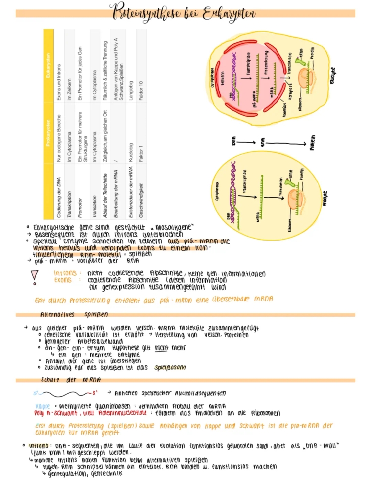 Proteinbiosynthesis: Comparing Prokaryotes and Eukaryotes