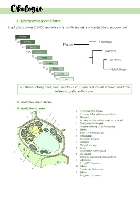 BLF-Vorbereitung: Fotosynthese, Dissimilation und Autotroph/Heterotroph Beispiele