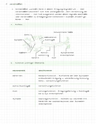 Nervenzelle: Aufbau, Funktion und Biomembran für dein Abi