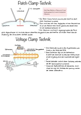 Patch-Clamp-Methode und Voltage-Clamp einfach erklärt - Neurobiologie Übungsaufgaben und Lösungen