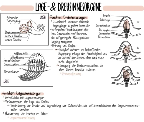 Gleichgewichtsorgan und Lagesinn einfach erklärt - Aufbau, Funktion, und Störungen