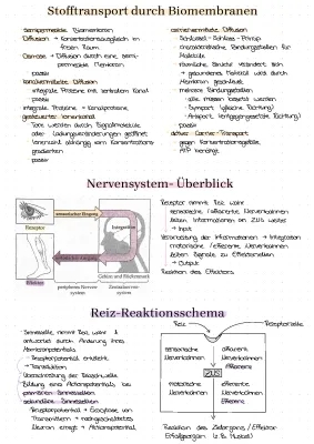 Stofftransport und Nervensystem einfach erklärt: Arbeitsblatt und Funktionen