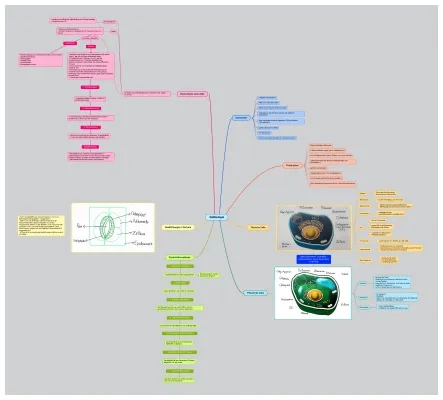 Zellbiologie: Funktionen und Aufgaben der Zellteile - Mindmap