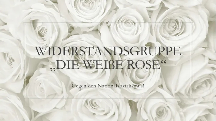 Präsentation weiße Rose 