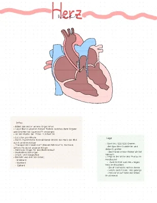 Aufbau & Funktion des Herzens für Schüler - Einfach erklärt!