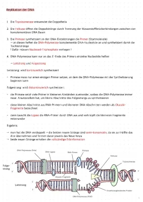 DNA-Replikation Lernzettel - Bio LK Q1 Zusammenfassung PDF