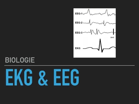 Langzeit-EKG und EEG: Alles Wichtige für 10. Klasse Biologie