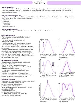 Was ist Selektion? - Beispiele und Definitionen zu Natürliche, Gerichtete, Stabilisierende, Disruptive, und Künstliche Selektion