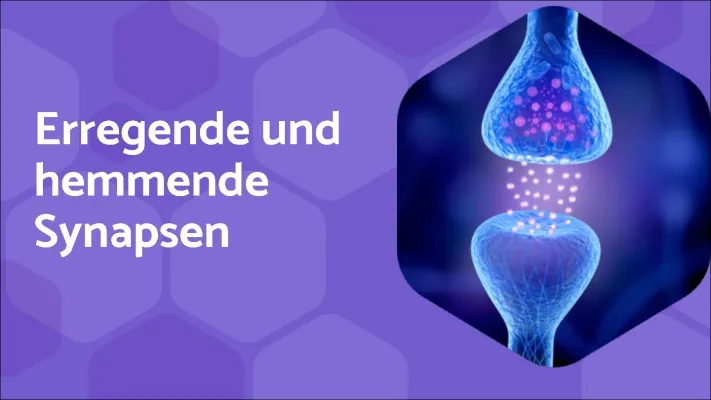 hemmende und erregende Synapsen