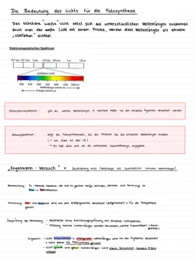 Photosynthese einfach erklärt: Wirkungsspektrum, Absorptionsspektrum & Engelmann Versuch