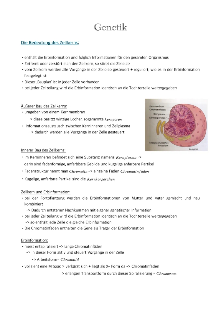 Vergleich von Mitose und Meiose: Einfach erklärt mit Tabelle