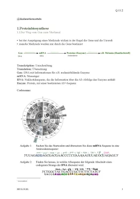 Proteinbiosynthese Biologie Klausr 11/2