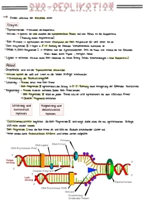 DNA-Replikation: Einfacher Ablauf und Arbeitsblatt