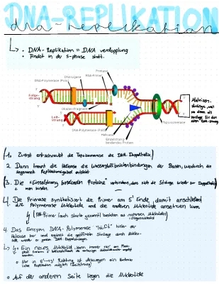 DNA-Replikation 🧬 - Ablauf, Phasen und wichtige Enzyme einfach erklärt