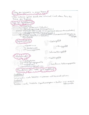 Wassertransport Pflanze und Fotosynthese einfach erklärt