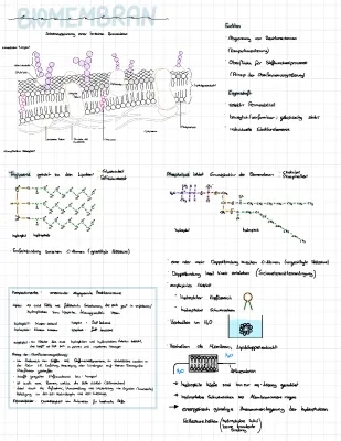 Biomembrana: Estrutura, Função e Modelos Simples para Você