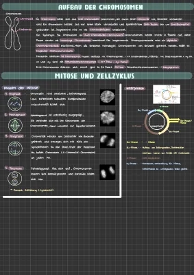 Chromosomen Aufbau, Mitose und Zellzyklus Erklärt für Kinder