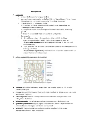 Biologia Abitur: Fotosintesi e Funzione del Laubblatt - Lernzettel