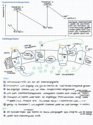 Photosynthese Zusammenfassung PDF: Lichtabhängige und Lichtunabhängige Reaktion, Schema und Gleichung