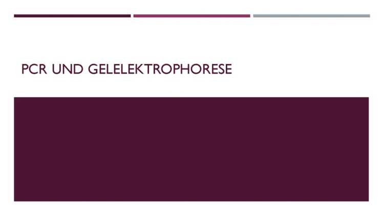 PCR-Methode und Gelelektrophorese einfach erklärt – Alle Infos zu PCR und Gelelektrophorese DNA Ablauf