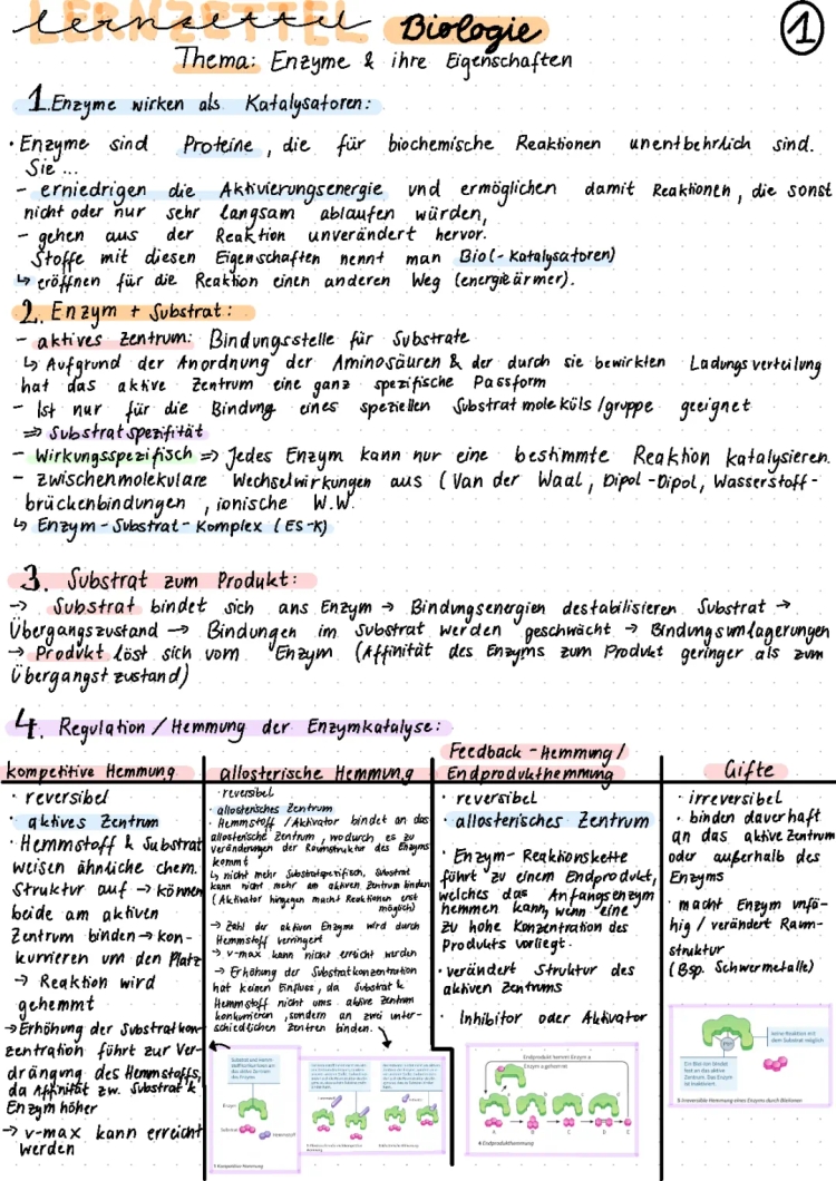 Irreversible Hemmung und Regulation der Enzymaktivität einfach erklärt