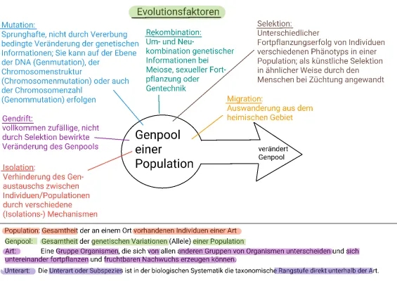 Evolutionsfaktoren, Gendrift & Co. einfach erklärt