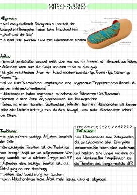 Was sind Mitochondrien? Einfach erklärt mit Aufbau und Funktion!