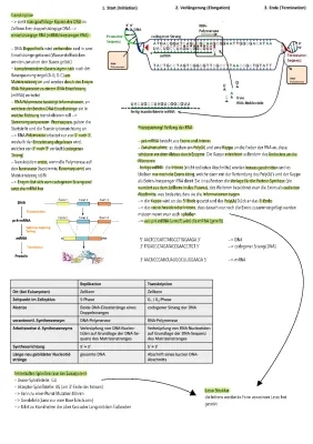 RNA-Prozessierung bei Eukaryoten: Alternatives Spleißen und mehr einfach erklärt