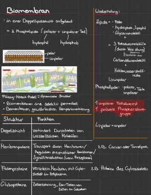 Tudo sobre a Biomembrana: Estrutura e Função