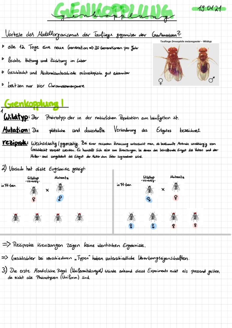 Genkopplung bei Drosophila einfach erklärt – Augenfarbe, Kreuzungsschema und mehr